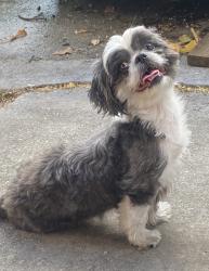 Lost Female Dog last seen Lawerence rd, Boynton Beach, FL 33436