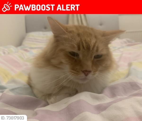 Lost Male Cat last seen Grove lane  pharmacy , Hale, England WA15 8PT