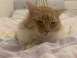 Lost Male Cat last seen Grove lane  pharmacy , Hale, England WA15 8PT