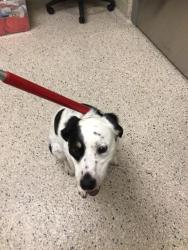 Shelter Stray Male Dog last seen Near BLOCK ARROYO ST, 12155 Park Blvd, Brighton, CO 80601, USA