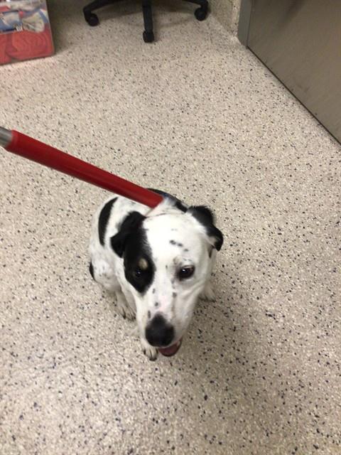 Shelter Stray Male Dog last seen Near BLOCK ARROYO ST, 12155 Park Blvd, Brighton, CO 80601, USA