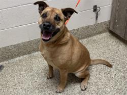 Shelter Stray Male Dog last seen Near BLOCK BUNCHBERRY LN, COLORADO SPRINGS CO 80917, 610 Abbot Ln, Colorado Springs, CO 80905, USA