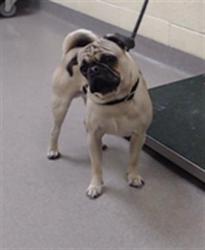 Shelter Stray Male Dog last seen Near BLOCK N YOSEMITE ST, DENVER CO 80220, 1241 W Bayaud Ave, Denver, CO 80223, USA