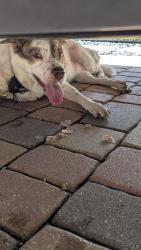 Reunited Unknown Dog last seen Near NE 45th St, Fort Lauderdale, FL 33308, USA, Fort Lauderdale, FL 33308