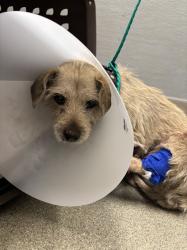 Shelter Stray Female Dog last seen Near BLOCK W TROPICANA AVE, LAS VEGAS NV 89147, 655 N Mojave Rd, Las Vegas, NV 89101, USA