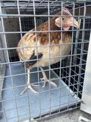 Shelter Stray Unknown Bird last seen 3800BLK MINUTEMAN AVE, 655 N Mojave Rd, Las Vegas, NV 89101, USA