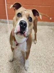 Shelter Stray Female Dog last seen Near BLOCK PEAK VIEW DR, PUEBLO CO 81008, 4600 Eagleridge Pl, Pueblo, CO 81008, USA