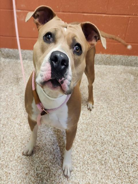 Shelter Stray Female Dog last seen Near BLOCK PEAK VIEW DR, PUEBLO CO 81008, 4600 Eagleridge Pl, Pueblo, CO 81008, USA