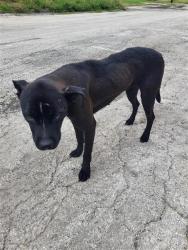 Shelter Stray Female Dog last seen COUNTRY VILLAGE, 4710 TX-151, San Antonio, TX 78227, USA