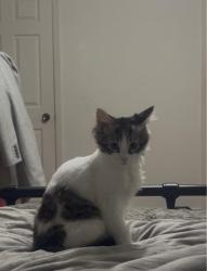 Reunited Female Cat last seen Markham station, Markham, ON L3P 6L7