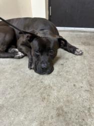 Shelter Stray Male Dog last seen , 3201 Lacy St, Los Angeles, CA 90031, USA
