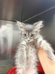 Shelter Stray Female Cat last seen MIDAS ST BAKERSFIELD, 201 S Mt Vernon Ave, Bakersfield, CA 93307, USA
