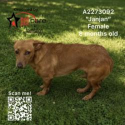Shelter Stray Female Dog last seen , 3201 Lacy St, Los Angeles, CA 90031, USA