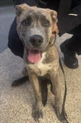 Shelter Stray Male Dog last seen , 3201 Lacy St, Los Angeles, CA 90031, USA