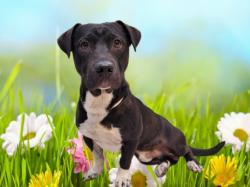 Shelter Stray Male Dog last seen , 3201 Lacy St, Los Angeles, CA 90031, USA