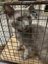 Shelter Stray Male Cat last seen , 3201 Lacy St, Los Angeles, CA 90031, USA