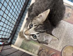 Shelter Stray Female Cat last seen , 3201 Lacy St, Los Angeles, CA 90031, USA