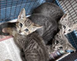 Shelter Stray Male Cat last seen , 3201 Lacy St, Los Angeles, CA 90031, USA