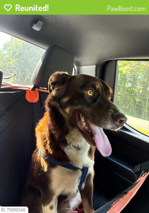 Reunited Male Dog last seen Oak ridge hwy , Knoxville, TN 37921