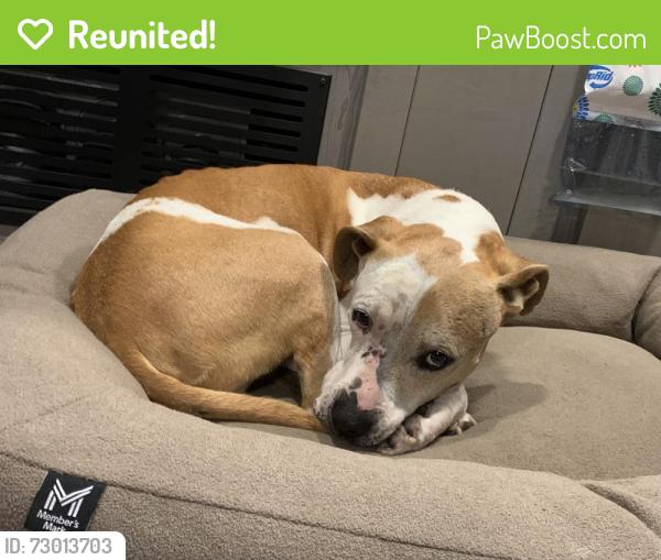 Reunited Male Dog last seen Mission Ridge, El Paso, TX 79928