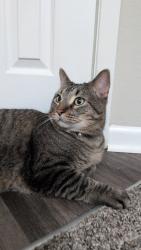 Lost Male Cat last seen Around Highland Place, Overland Park, KS 66210