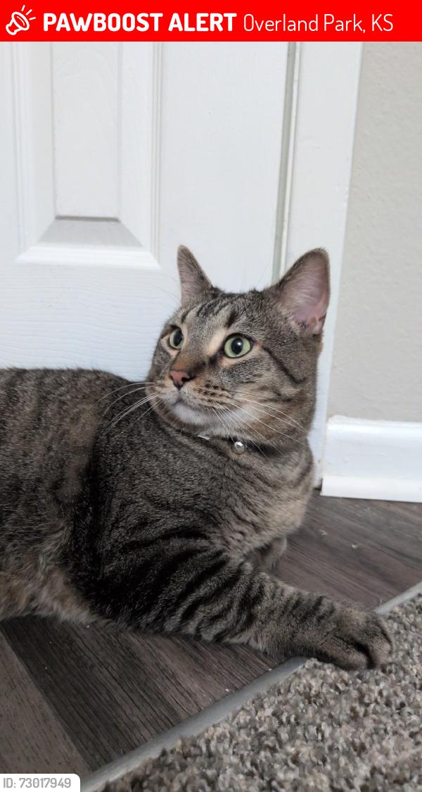 Lost Male Cat last seen Around Highland Place, Overland Park, KS 66210