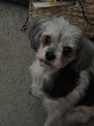 Lost Female Dog last seen Cantabria, Bradenton, FL 34208