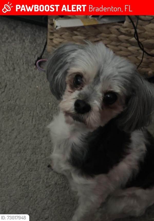 Lost Female Dog last seen Cantabria, Bradenton, FL 34208