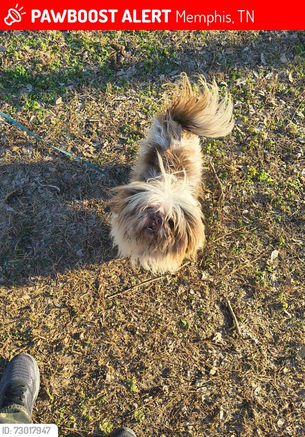 Lost Male Dog last seen Near Adelaide street, Memphis, TN 38106