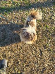 Lost Male Dog last seen Near Adelaide street, Memphis, TN 38106