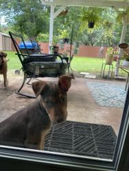 Found/Stray Female Dog last seen Club view, San Antonio, TX 78222