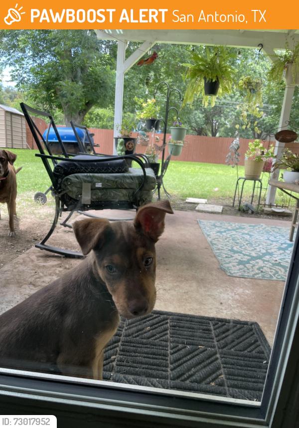 Found/Stray Female Dog last seen Club view, San Antonio, TX 78222