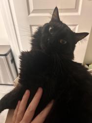 Lost Male Cat last seen Lyric Street, Durham, NC 27701