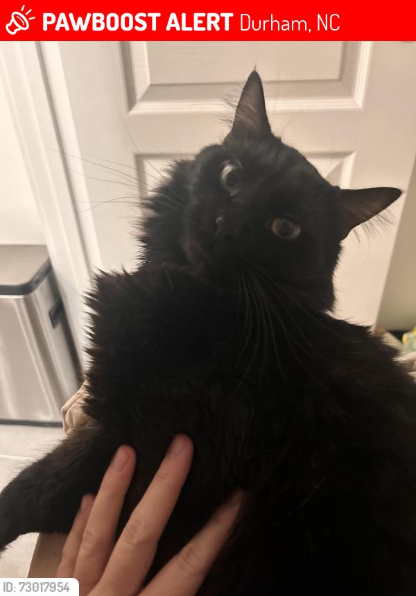 Lost Male Cat last seen Lyric Street, Durham, NC 27701