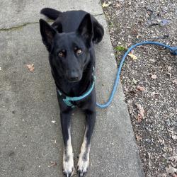Lost Female Dog last seen 3rd and Castro, Oakland, CA 94607
