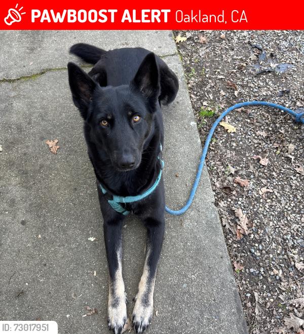 Lost Female Dog last seen 3rd and Castro, Oakland, CA 94607