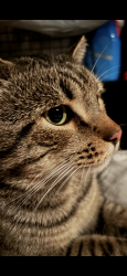 Lost Male Cat last seen Moddison ave River Park, Sacramento, CA 95819