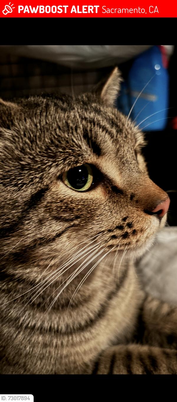 Lost Male Cat last seen Moddison ave River Park, Sacramento, CA 95819
