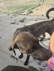 Lost Male Dog last seen Mancos Dr, Pueblo West, CO 81007