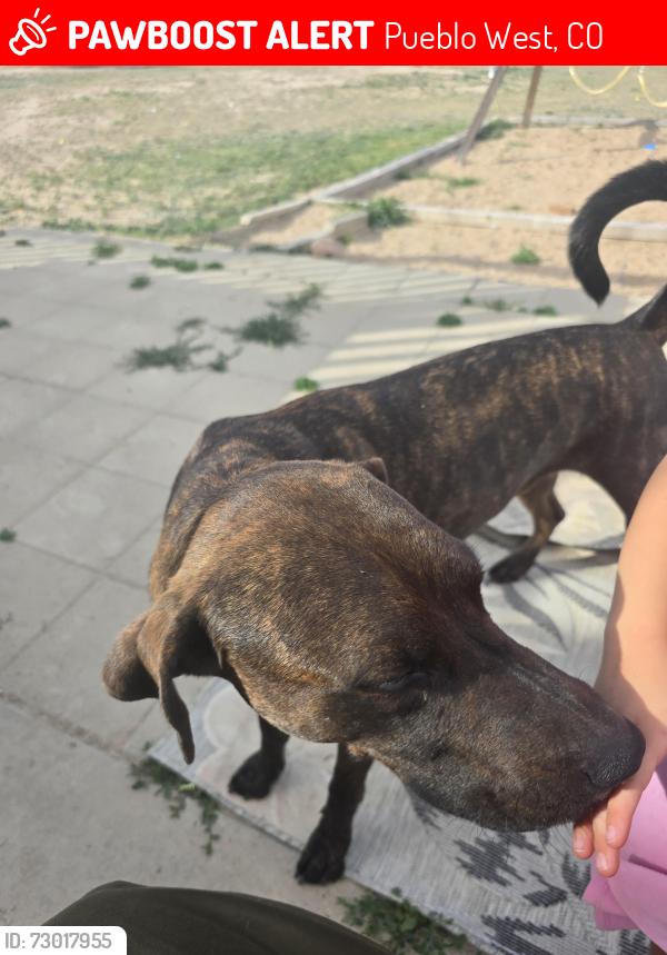 Lost Male Dog last seen Mancos Dr, Pueblo West, CO 81007