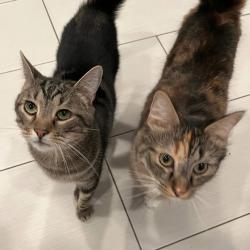 Reunited Male Cat last seen Rockhurst and DePaul, Bethesda, MD 20817