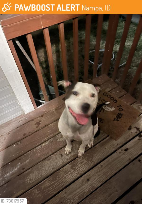 Found/Stray Male Dog last seen Near lone star market, Nampa, ID 83651
