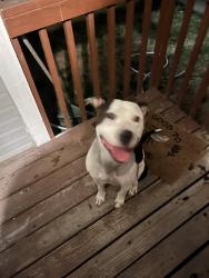 Found/Stray Male Dog last seen Near lone star market, Nampa, ID 83651