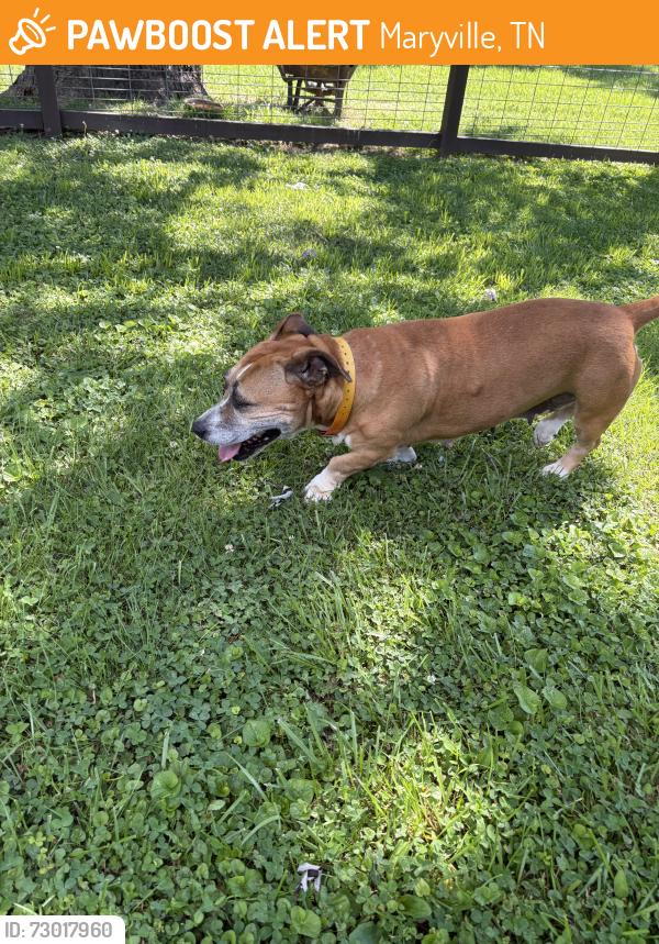 Found/Stray Female Dog last seen Jackson Hills and Druid Hills Maryville TN , Maryville, TN 37804