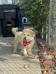 Reunited Male Dog last seen San Fernando, CA, USA, San Fernando, CA 91341