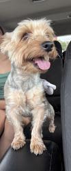 Found/Stray Male Dog last seen Close to the st Davids hosp by 38 st in a empty lot some parts painted blue , Austin, TX 78722