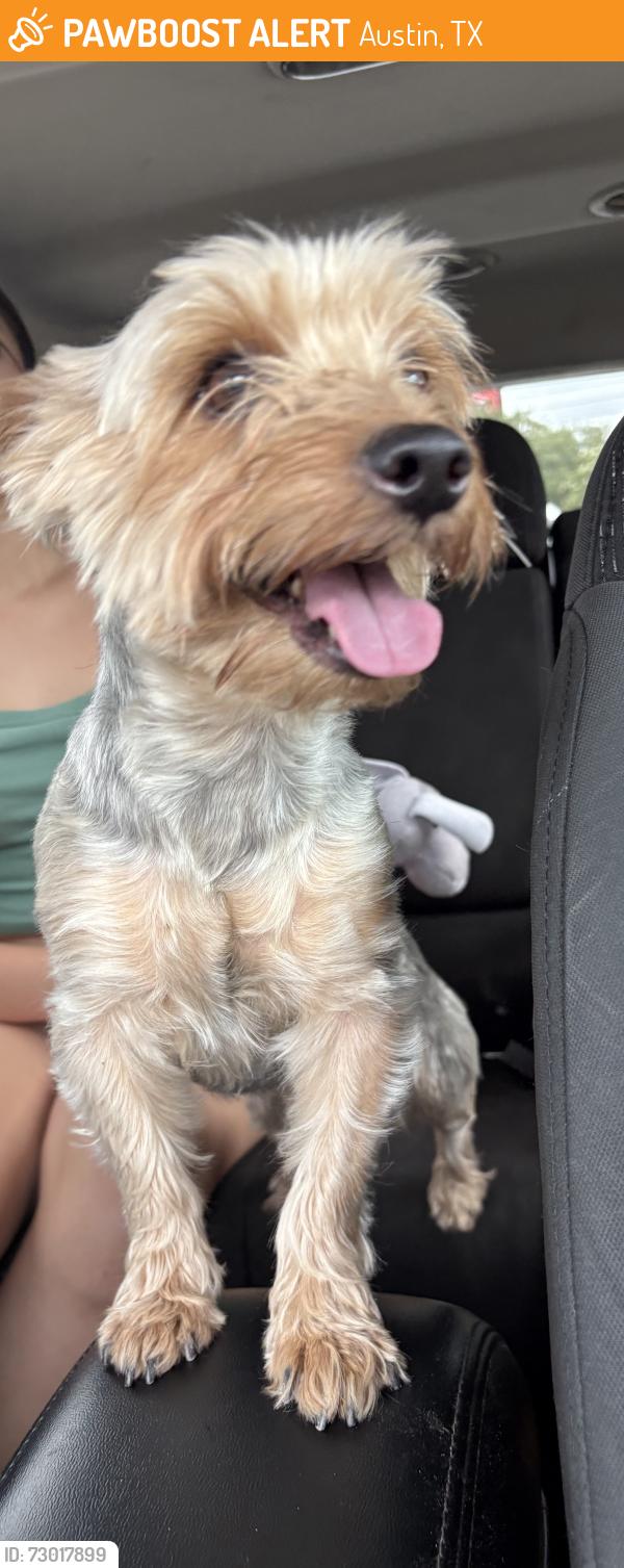 Found/Stray Male Dog last seen Close to the st Davids hosp by 38 st in a empty lot some parts painted blue , Austin, TX 78722