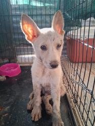 Found/Stray Male Dog last seen RALSTON , Pinal County, AZ 85139
