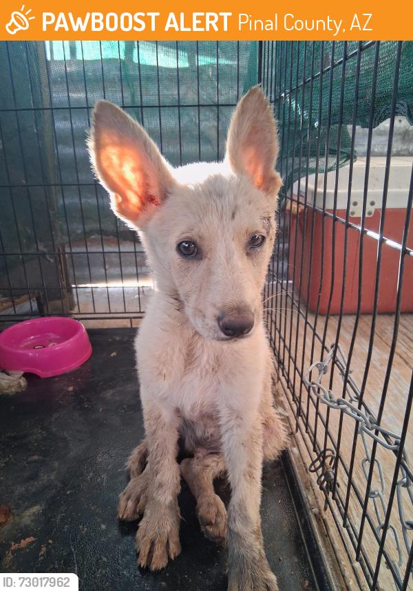 Found/Stray Male Dog last seen RALSTON , Pinal County, AZ 85139