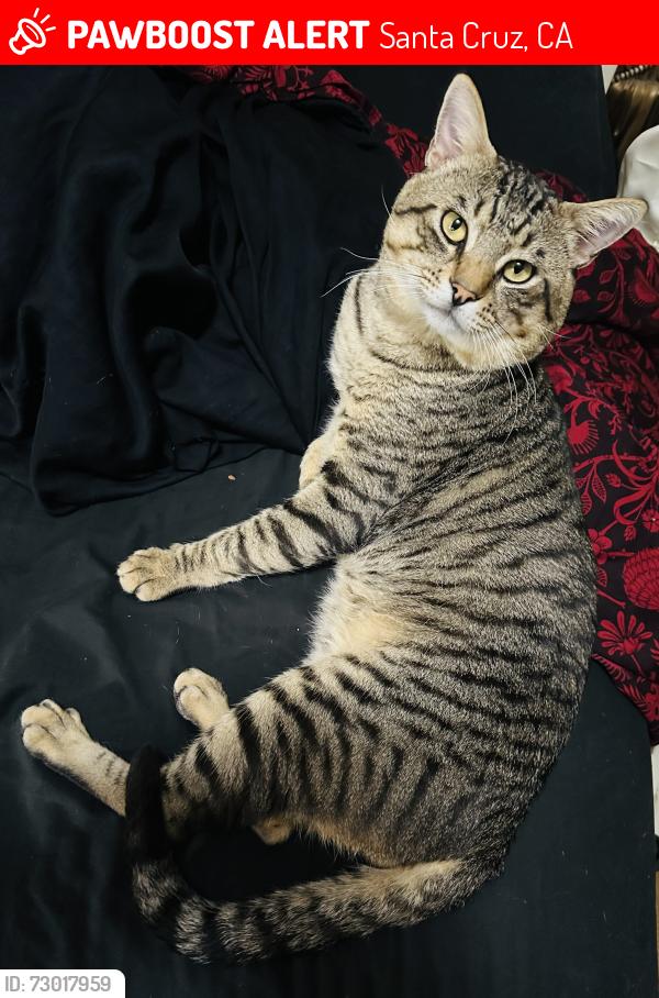 Lost Male Cat last seen Beach Boardwalk, Santa Cruz, CA 95060